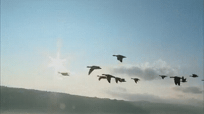 Flock Of Birds Flying In Formation GIF