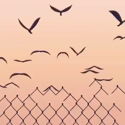 Flock Of Birds Flying Over Chain Link Fence At Sunset GIF