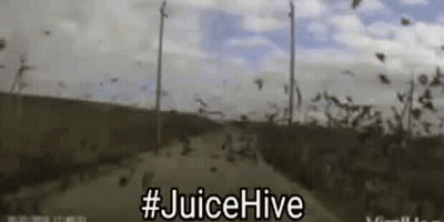 Flock Of Birds Flying Over Dirt Road Juice Hive GIF