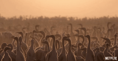 Flock Of Birds In Field With Netflix Logo GIF