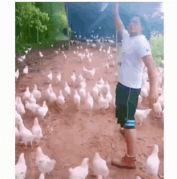 Flock Of Chicken Run GIF