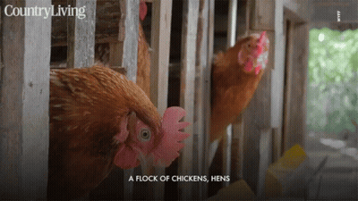 Flock Of Chickens Hens On Country Living Page GIF