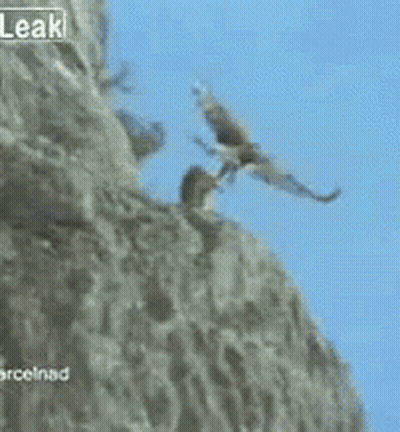 Flock Of Ducks Flying In Blue Sky GIF