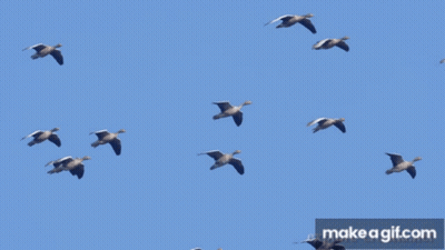 Flock Of Ducks Flying In Blue Sky GIF
