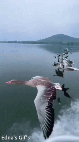 Flock of Ducks Flying Over Water
