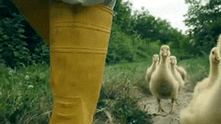 Flock Of Ducks Following Farmer Meme GIF