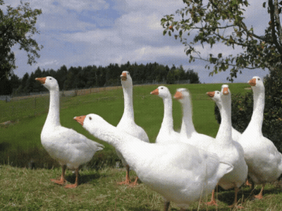 Flock Of Geese In Grassy Field GIF