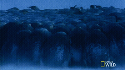 Flock Of Penguins National Geographic Wild GIF