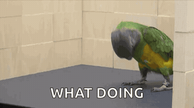 Flock Of Pigeons GIF