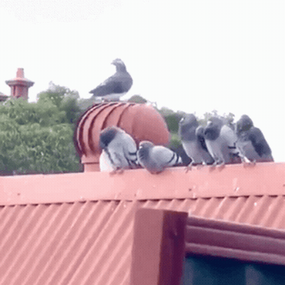 Flock Of Pigeons On Rooftop GIF
