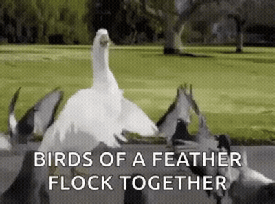 Flock Of Pigeons Standing In Field GIF
