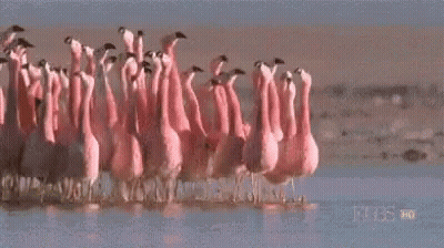 Flock Of Pink Flamingos Walking In Water GIF