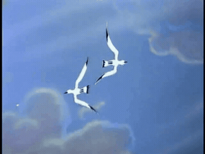 Flock Of Seagulls Flying In Blue Sky GIF