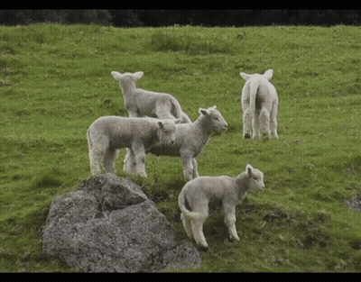 Flock Of Sheep In Grassy Field GIF