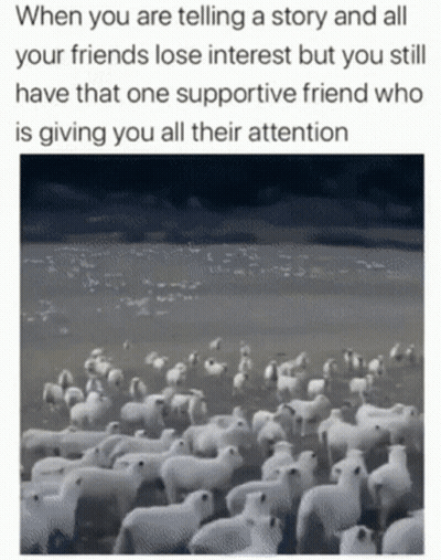 Flock Of Sheep Saying When You Are Telling A Story And All Your Friends GIF