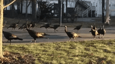 Flock Of Turkeys Walking Down Street GIF