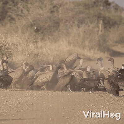 Flock Of Vultures On Dirt Road Viralhog GIF