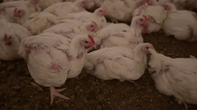 Flock Of White Chickens Laying GIF