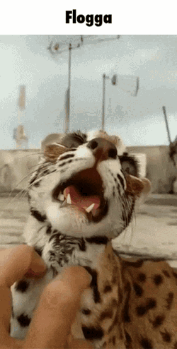 Flogga Leopard GIF