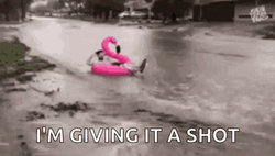 Flooded In Flamingo Floatie GIF