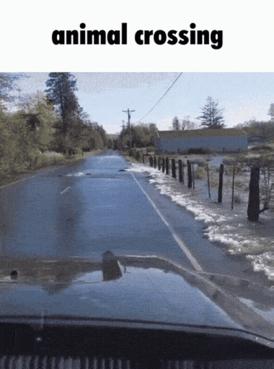 Flooded Road Animal Crossing GIF