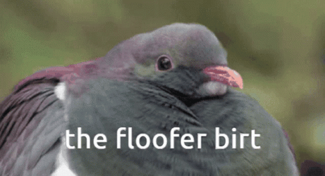 Floof Pigeon Birt  GIF