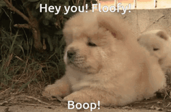 Floofy Boop On Cute Chow Chow GIF