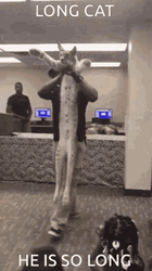 Floppa Long Cat He Is So Long GIF