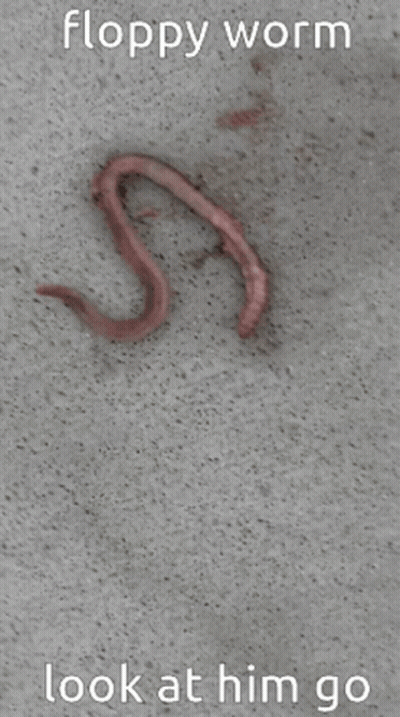 Floppy Worm On Concrete Saying Look At Him Go GIF
