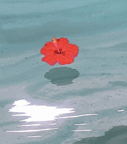 Flower Hibiscus GIF