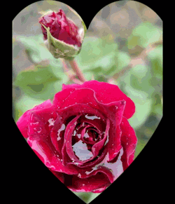 Flower Power GIF
