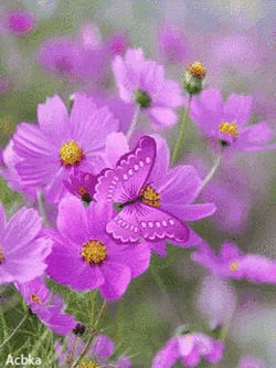 Flower Purple Flowers GIF