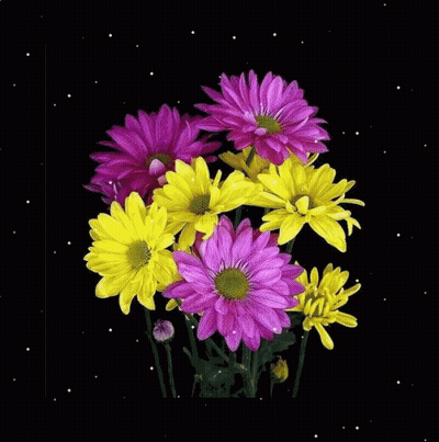 Flower Reflection In Water Buenos Dias Isabel GIF