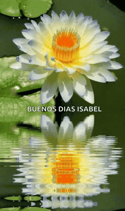Flower Reflection Saying Buenos Dias Isabel GIF