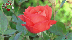 Flower Unfolding Its Petals Happy Spring GIF