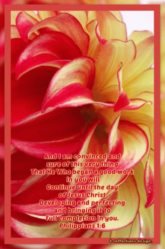Flower With Philippians 1:8 Quote GIF