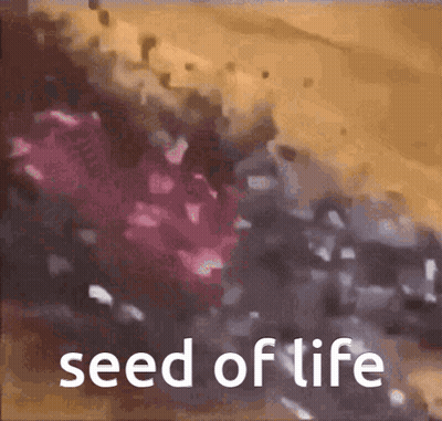 Flower With Seed Of Life Text GIF