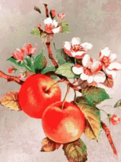 Flowers Cherries GIF