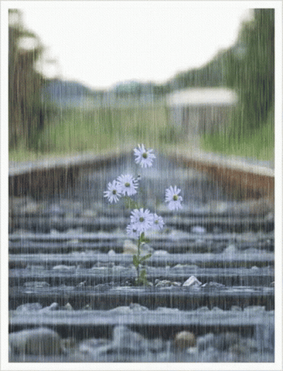 Flowers Growing Out Of Train Tracks In Rain GIF