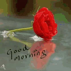 Flowers Happy Good Morning GIF