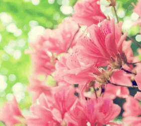 Flowers Nature Meme GIF