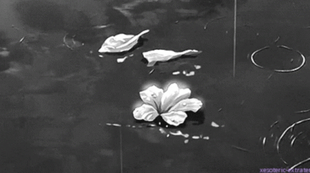  Flowers Rain GIF Dark Aesthetic GIF