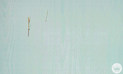 Flowery Good Morning Happy Easter GIF