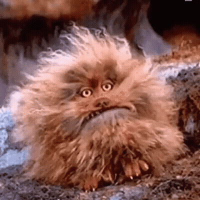Fluffy Animal With Beard Sitting Looking At Camera GIF