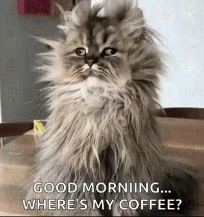 Fluffy Cat Asking Where Is My Coffee GIF