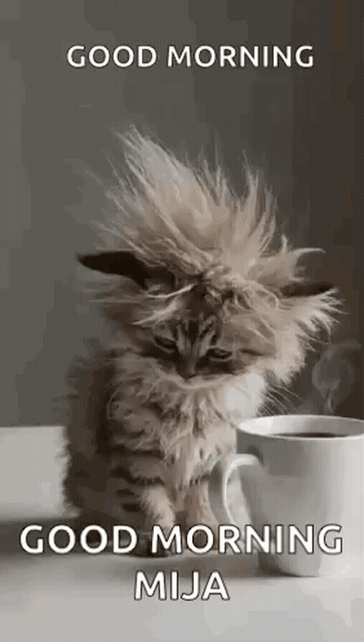 Fluffy Cat Beside Cup Of Coffee GIF