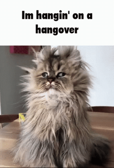 Fluffy Cat Hanging On Hangover GIF