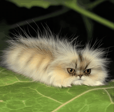 Fluffy Cat Laying On Green Leaf GIF