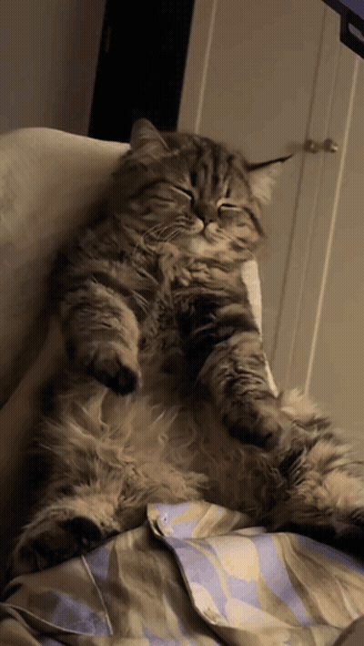 Fluffy Cat Laying On Its Back On Bed GIF