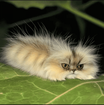 Fluffy Cat Lying On Green Leaf GIF